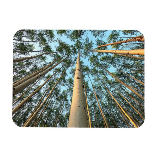 Ímã Aspen Trunfos E Folhas, Yukon (Horizontal)