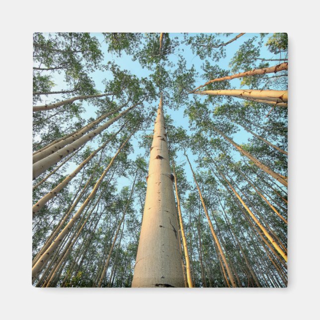 Imã Aspen Trunfos E Folhas, Yukon (Frente)