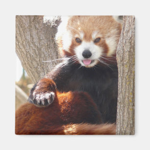 Imã assento da panda vermelha