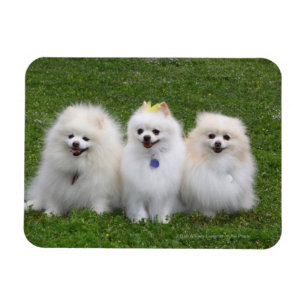 Ímã Assento de 3 Pomeranians