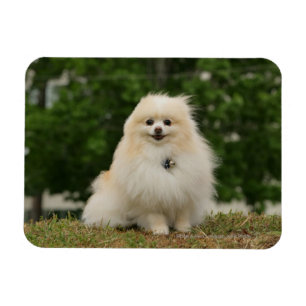 Ímã Assento de Pomeraning
