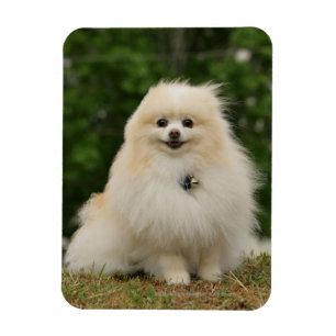 Ímã Assento de Pomeraning