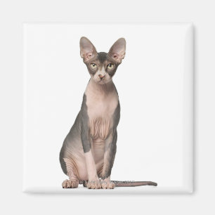Imã Assento de Sphynx (7 meses velho)