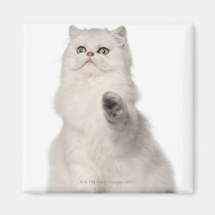Imã Assento do gato persa