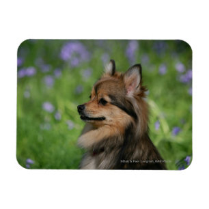 Ímã Assento do Headshot de Pomeranian