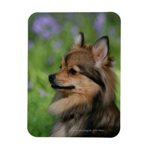 Ímã Assento do Headshot de Pomeranian