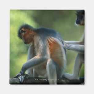 Imã Assento tampado de dois langurs (pileatus de