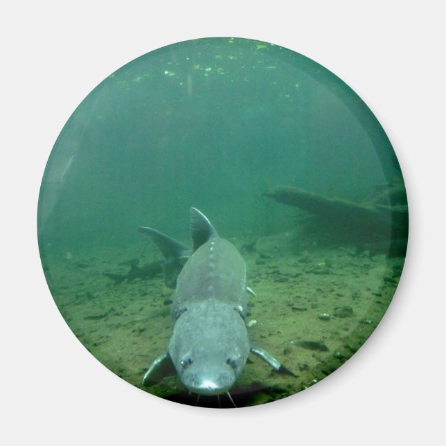 Imã Assistindo monstro (Frente)