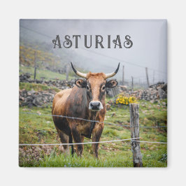 Imã Asturias Mountain Cow Travel