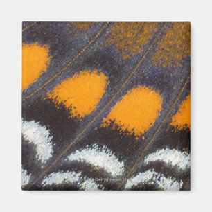 Imã Astyanax north-american masculino do Limenitis A.