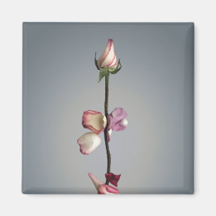 Imã Até a última pétala...