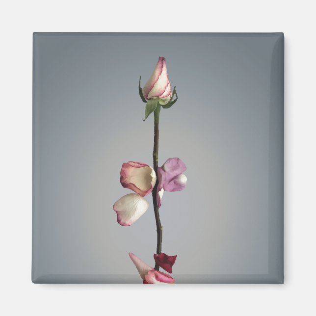 Imã Até a última pétala... (Frente)