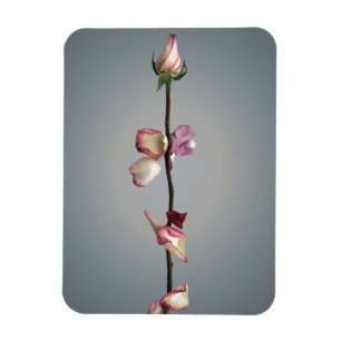 Ímã Até a última pétala...