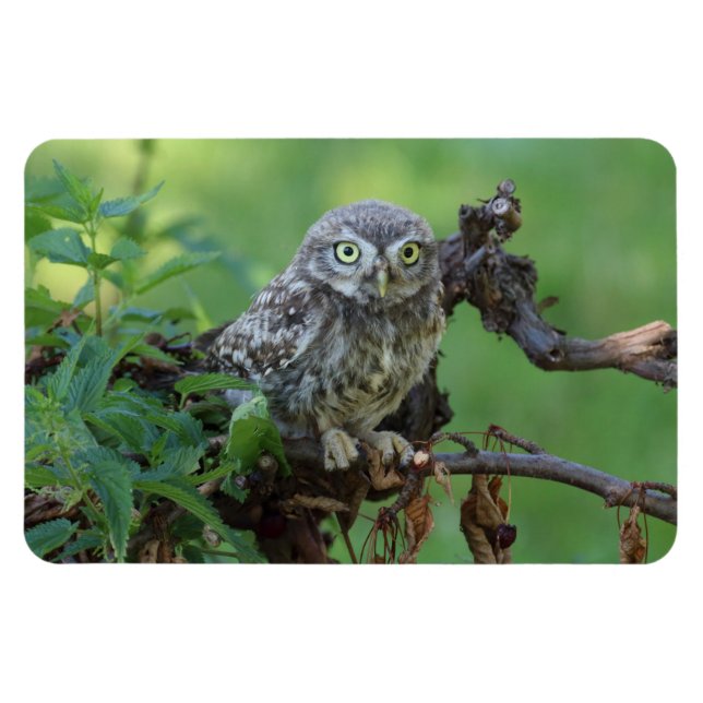 Ímã Athene noctua (Horizontal)
