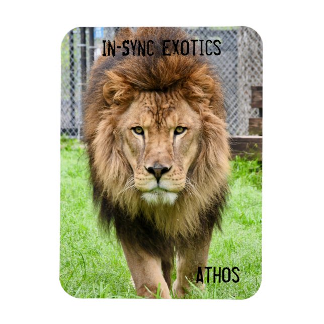 Ímã Athos Lion - (Vertical)