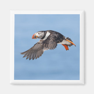 Imã Atlantic Puffin 2x2 magnet