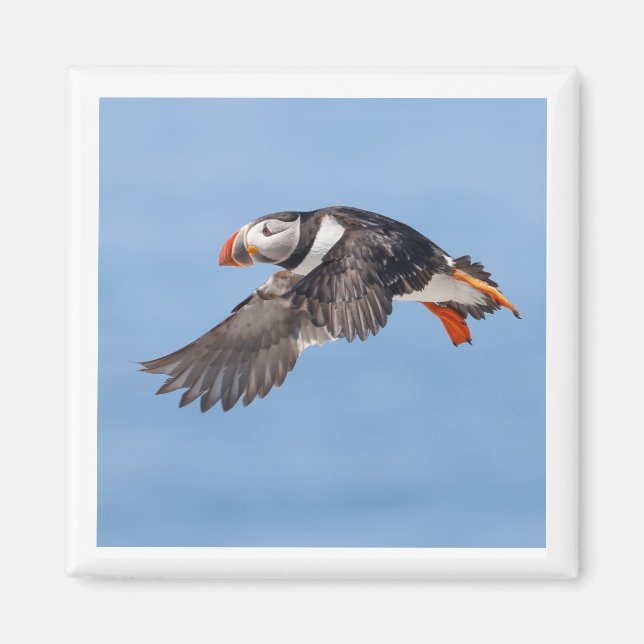 Imã Atlantic Puffin 2x2 magnet (Frente)