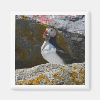 Imã Atlantic Puffin with fish 2x2 magnet