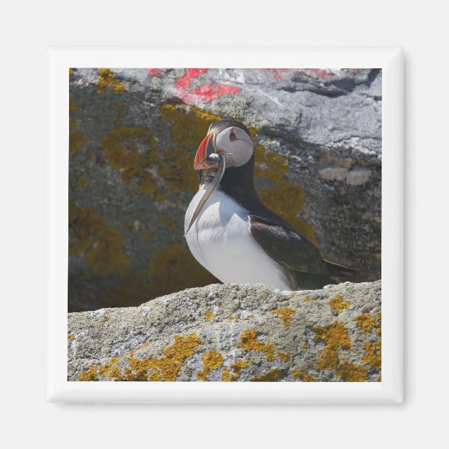 Imã Atlantic Puffin with fish 2x2 magnet (Frente)