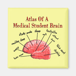 Imã Atlas do cérebro da estudante de Medicina
