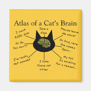 Imã Atlas do cérebro de um gato