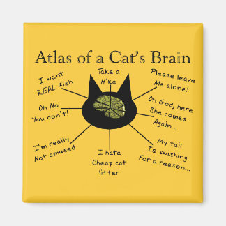 Imã Atlas do Cérebro de um Gato
