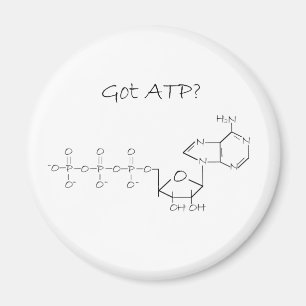 Imã ATP obtido?