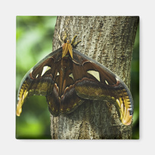 Imã Attacus Atlas Magnet
