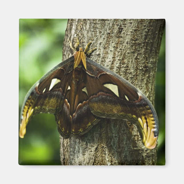 Imã Attacus Atlas Magnet (Frente)