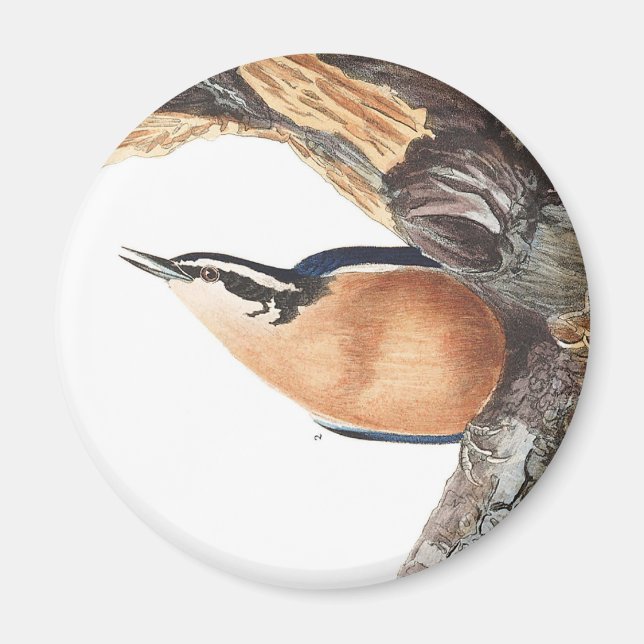 Imã Audobon Red-Breast Nuthatch (Frente)