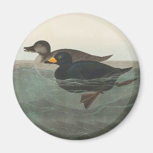 Imã Audubon American Scoter Duck Classic