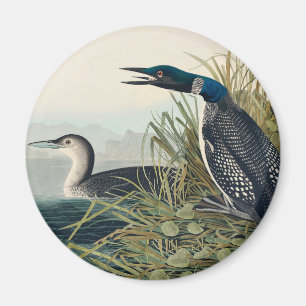 Imã Audubon Bird Loon Diver Classic