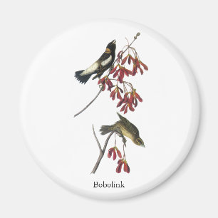 Imã Audubon Bobolink