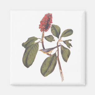 Imã Audubon Bonaparte Flycatcher Songbird e Magnolia