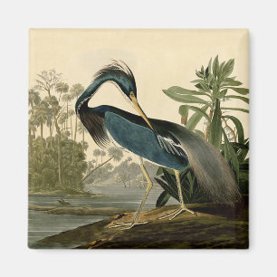 Imã Audubon Louisiana Heron Birds América Art