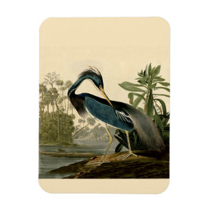 Ímã Audubon Louisiana Heron Birds América Art