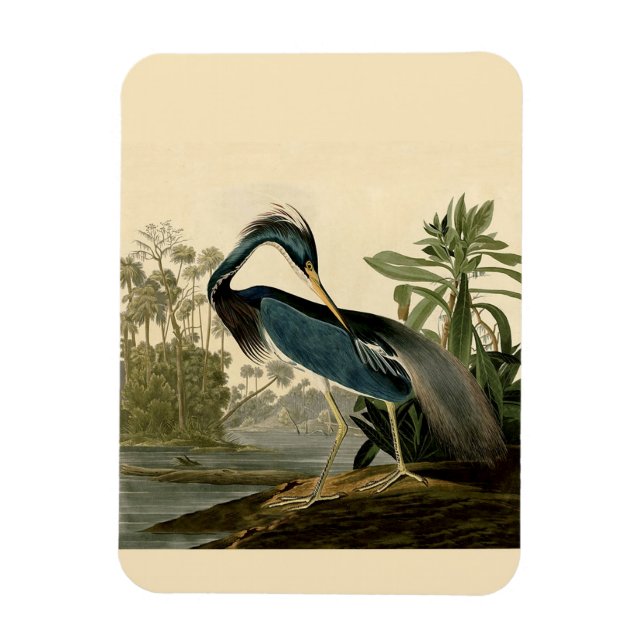 Ímã Audubon Louisiana Heron Birds América Art (Vertical)