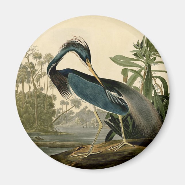 Imã Audubon Louisiana Heron Birds América Art (Frente)