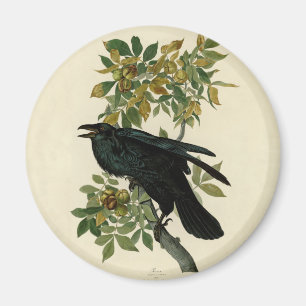 Imã Audubon Raven Bird Classic Trabalho de arte