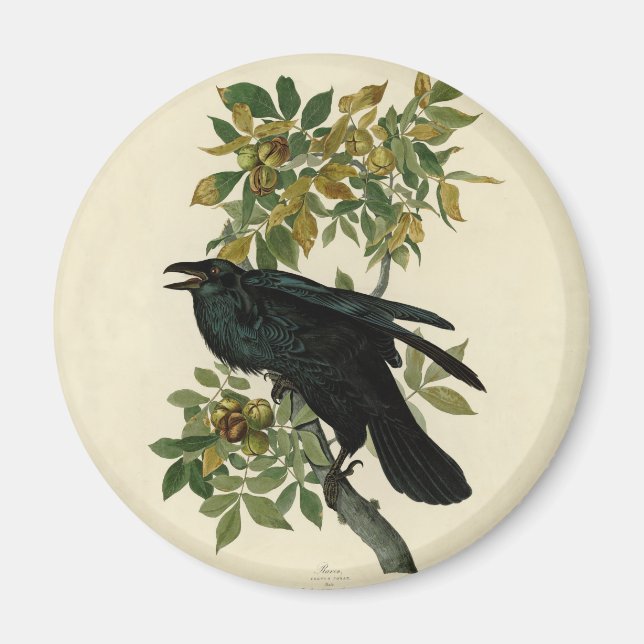 Imã Audubon Raven Bird Classic Trabalho de arte (Frente)