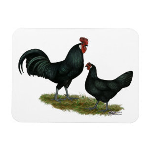 Ímã Augsburger Chickens