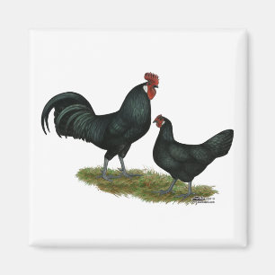 Imã Augsburger Chickens