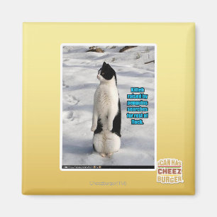Imã Aumentado por pinguins