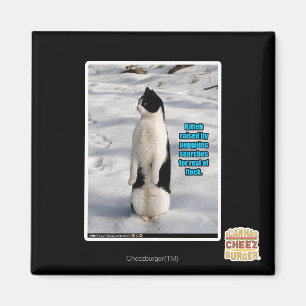 Imã Aumentado por pinguins