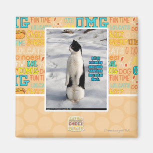 Imã Aumentado por pinguins