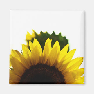 Imã Aumento e ímã