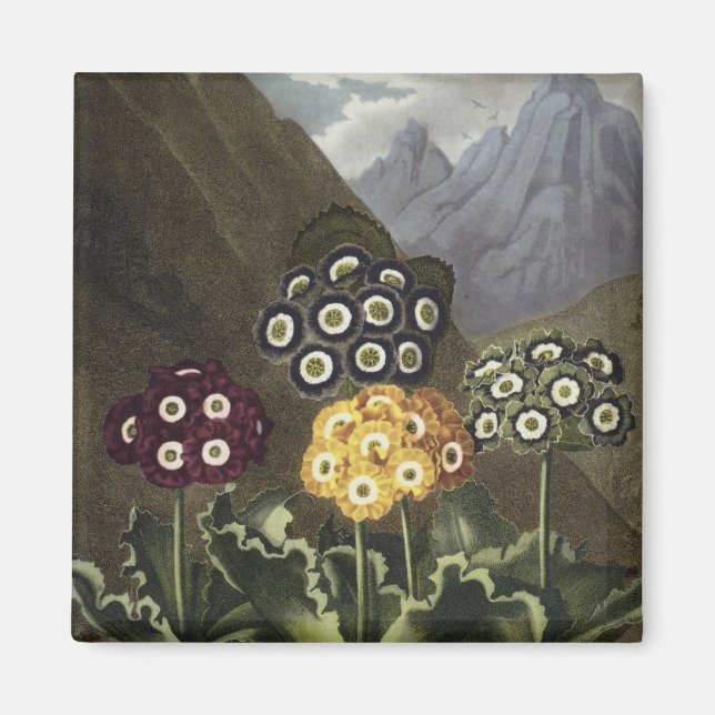 Imã Auriculas de John Robert Thornton (Frente)