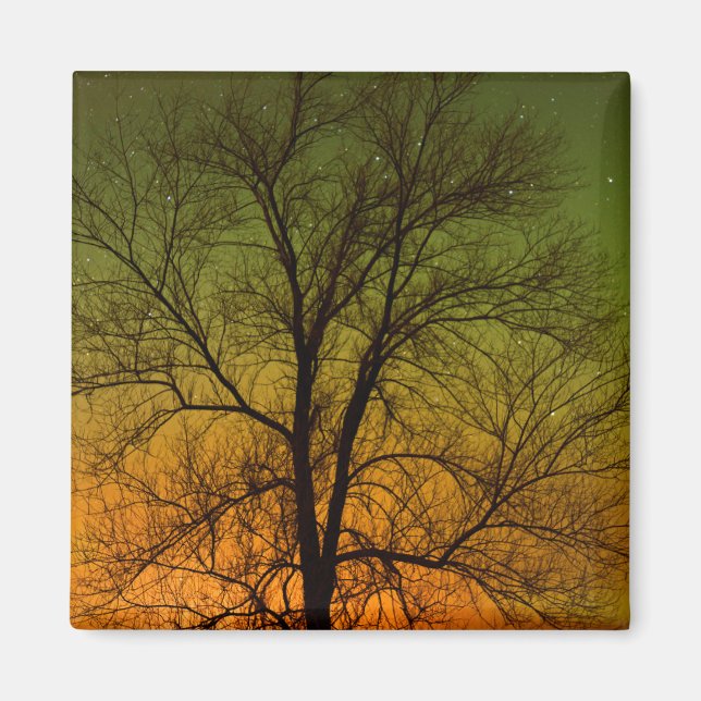 Imã Aurora Borealis & Cottonwood Tree (Frente)