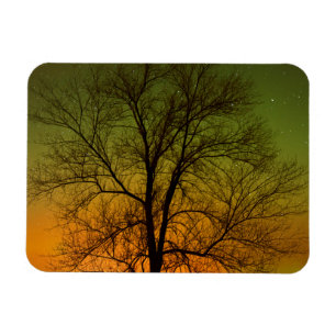 Ímã Aurora Borealis & Cottonwood Tree