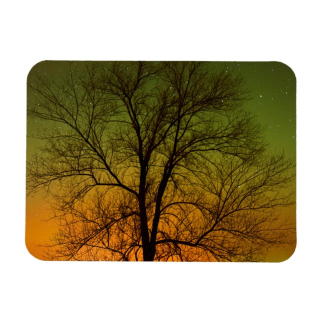 Ímã Aurora Borealis & Cottonwood Tree (Horizontal)